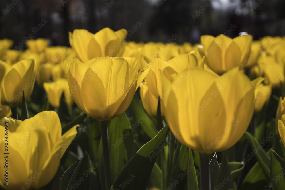 colorfull tulips . selective focus used. colorfull tulips . selective focus used.