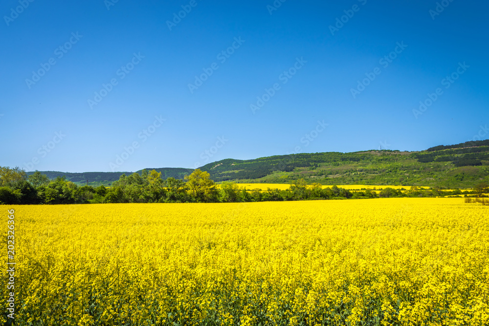 Rapeseed fields - yellow fileds and blue sky. Agriculture concept.