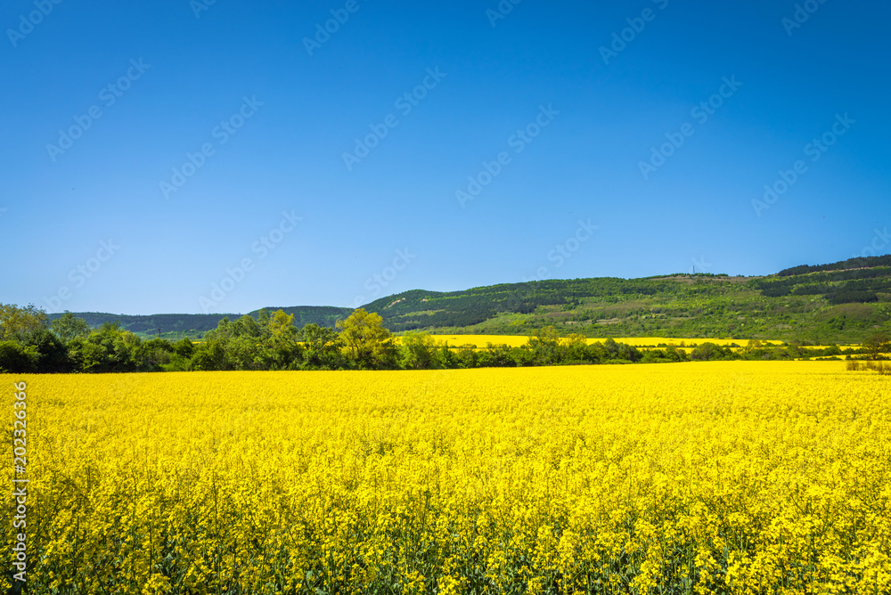 Rapeseed fields - yellow fileds and blue sky. Agriculture concept. Rapeseed fields - yellow fileds and blue sky. Agriculture concept.