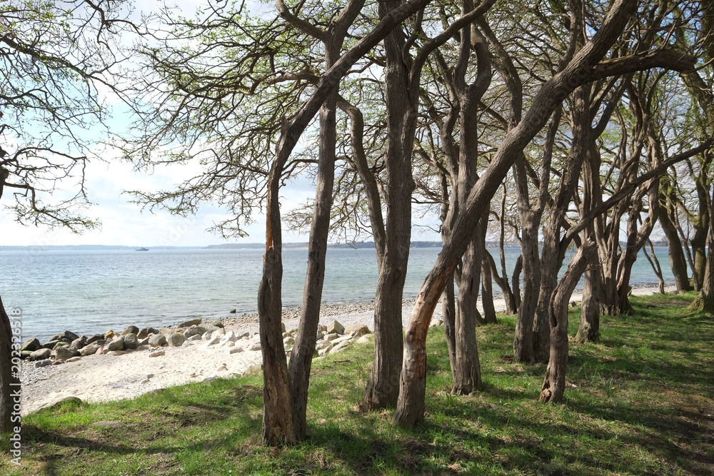 Strand mit Bäumen