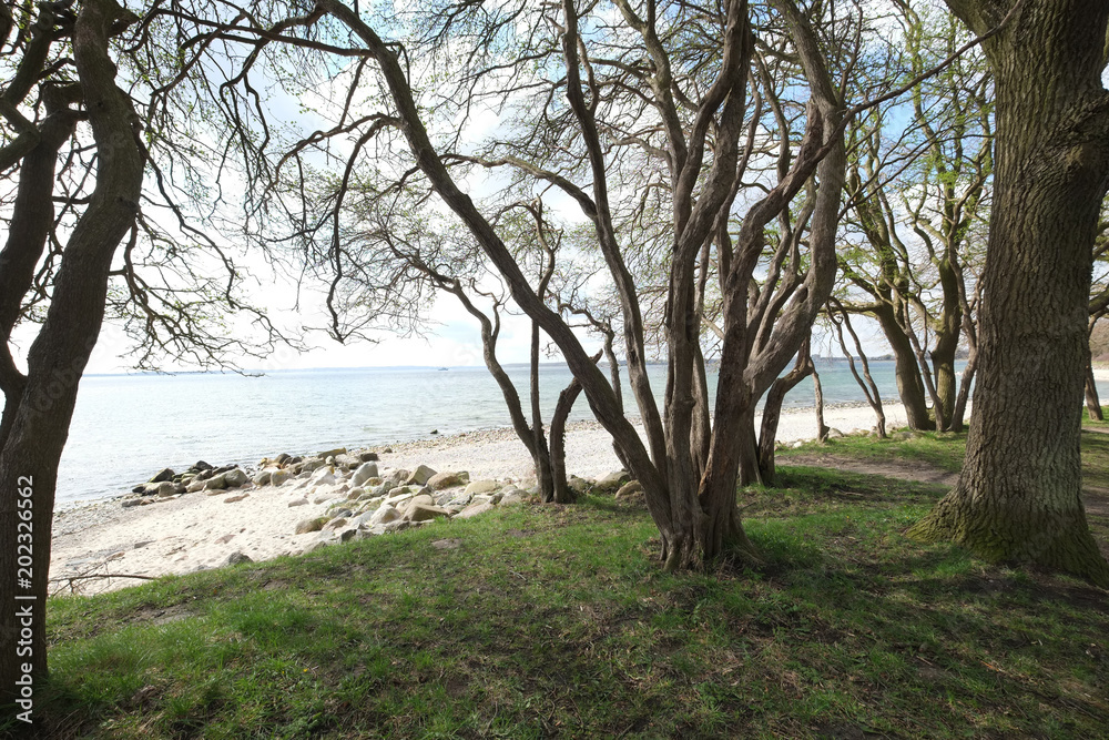 Strand mit Bäumen