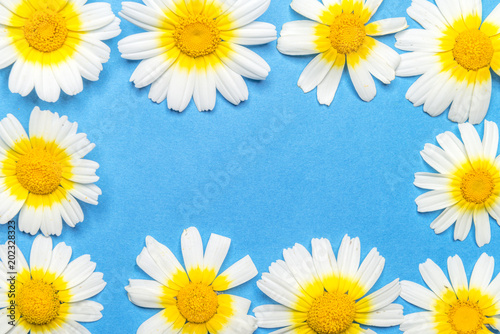 Fototapeta Naklejka Na Ścianę i Meble -  Rectangular frame formed by white and yellow flowers on a blue background