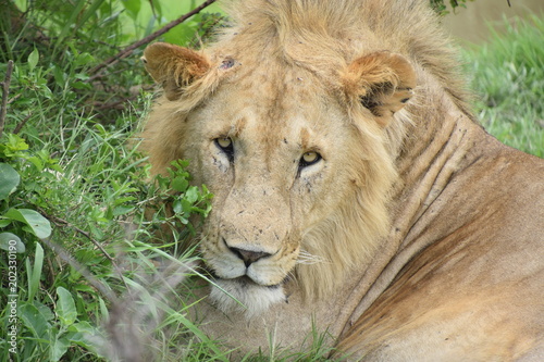 Le  n en el Masai Mara Kenya