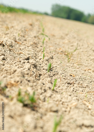 Feld, Maispflanzen waschen aus dem Boden