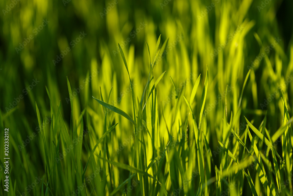 Young green grass. Closeup macro
