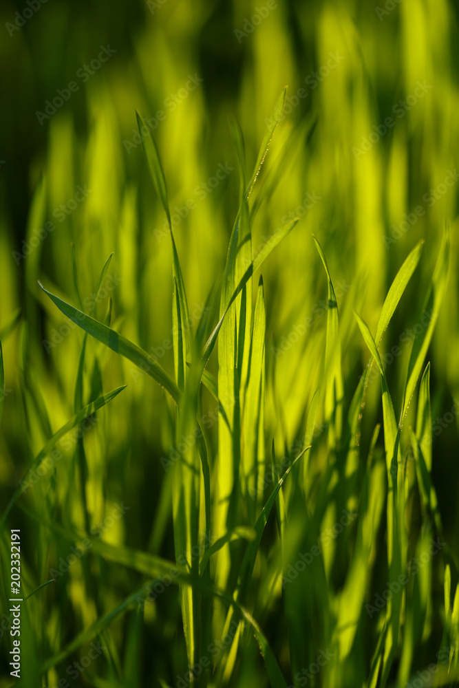 Young green grass. Closeup macro