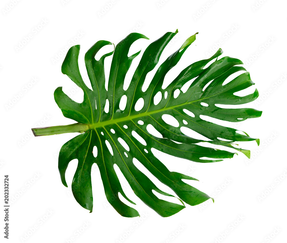 Fototapeta fresh green leaf