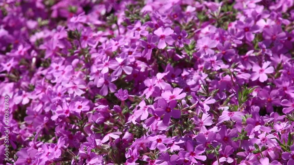 ジュピアランドひらたの芝桜(福島県・平田村) ジュピアランドひらたの芝桜(福島県・平田村)