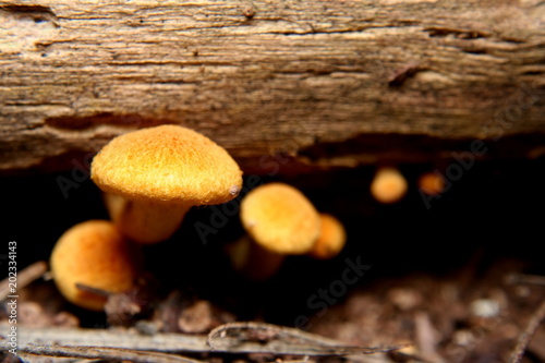 Orange fungi growing from uder a log