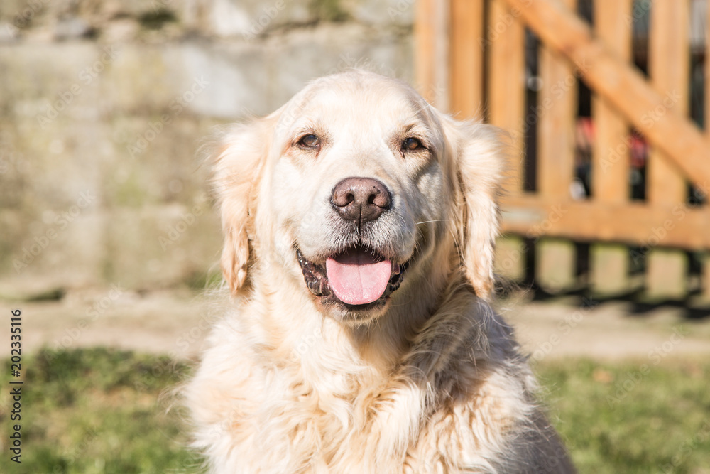 portrait of golden retrievers dog outdoors from belgium