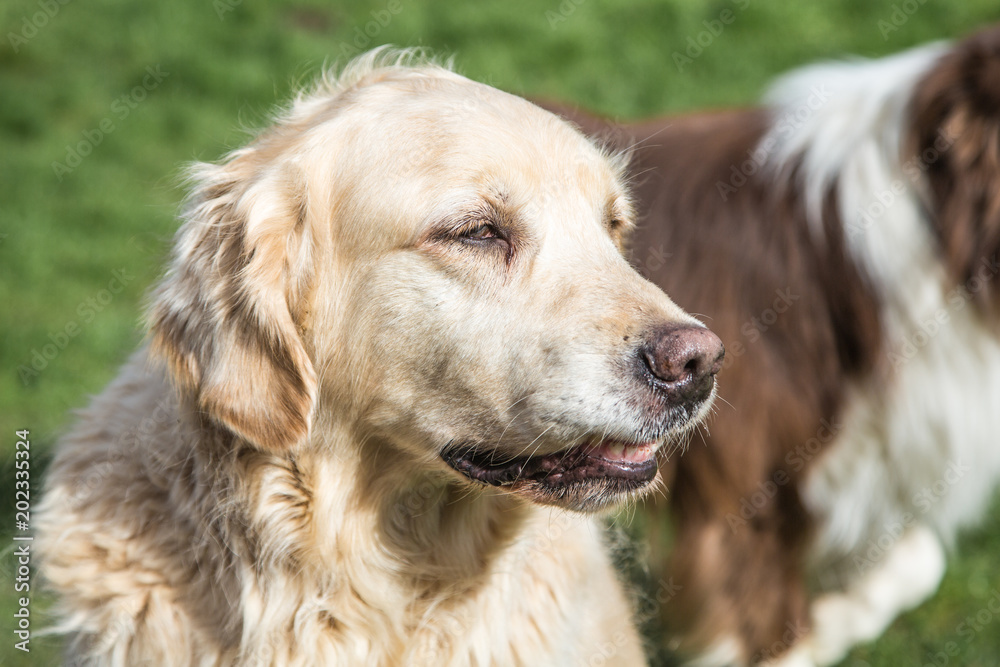 portrait of golden retrievers dog outdoors from belgium