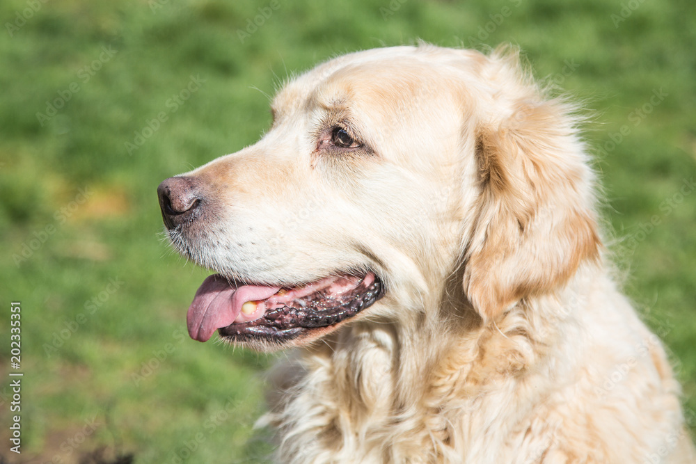 portrait of golden retrievers dog outdoors from belgium