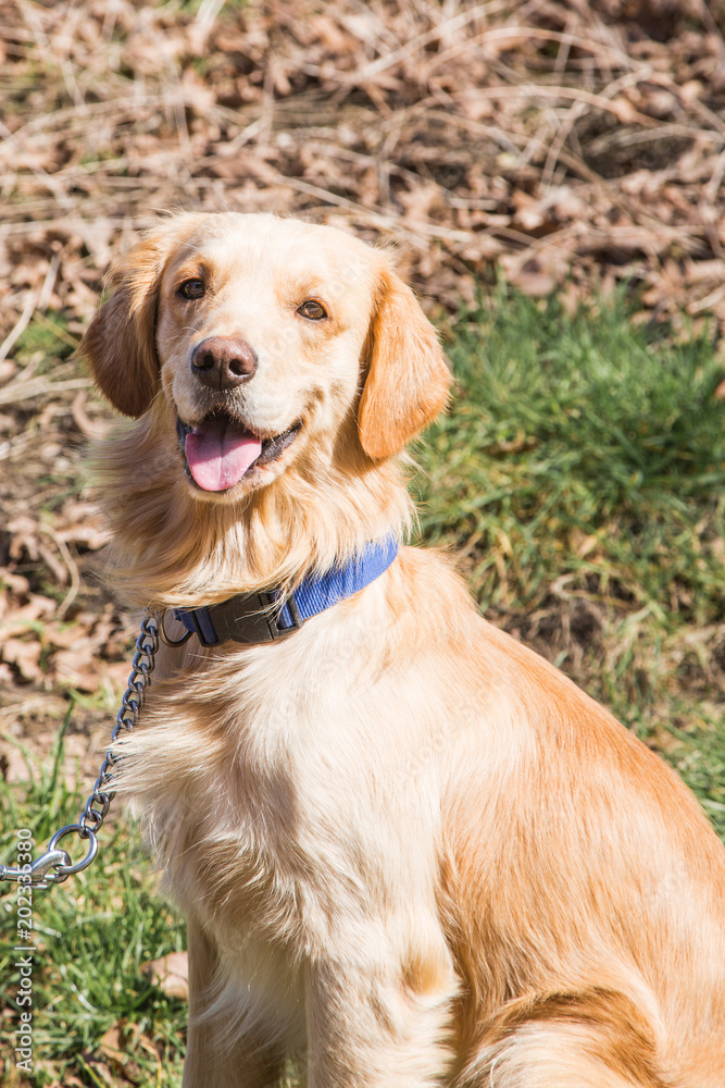 Obraz premium portrait of golden retrievers dog outdoors from belgium