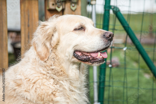 portrait of golden retrievers dog outdoors from belgium