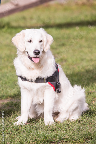 portrait of golden retrievers dog outdoors from belgium