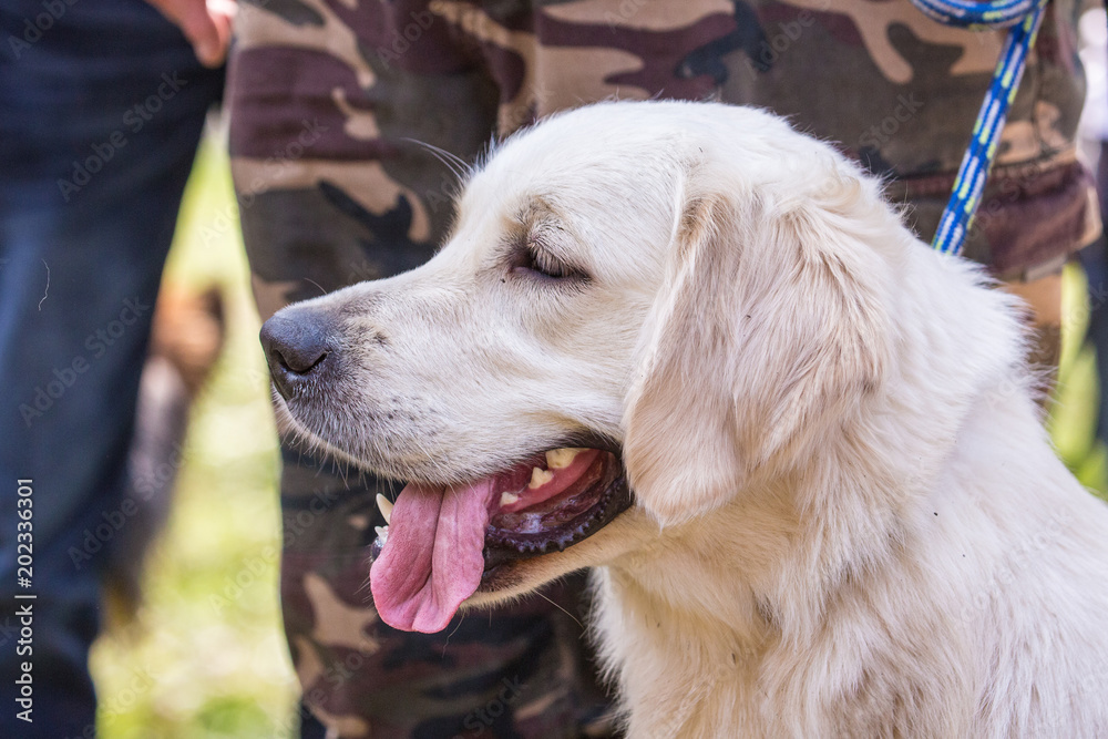 portrait of golden retrievers dog outdoors from belgium portrait of golden retrievers dog outdoors from belgium