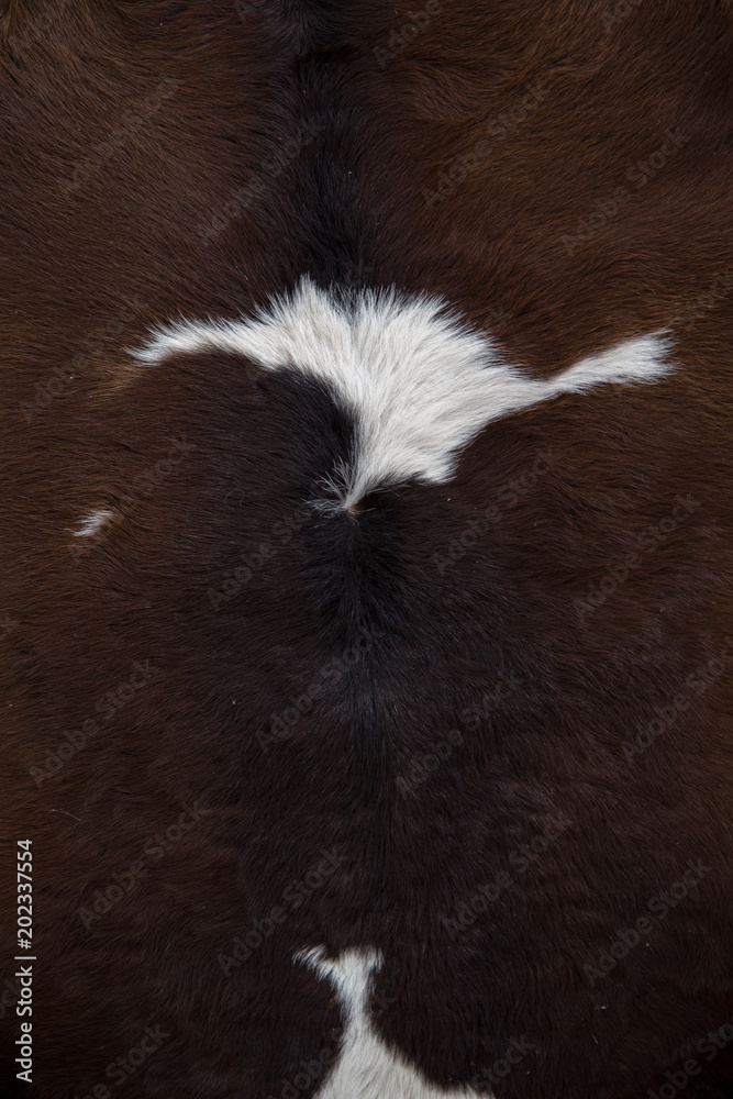 Close up view of abstract cow fur Texture Close up view of abstract cow fur Texture
