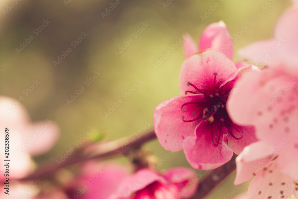 spring tree with pink flowers spring tree with pink flowers