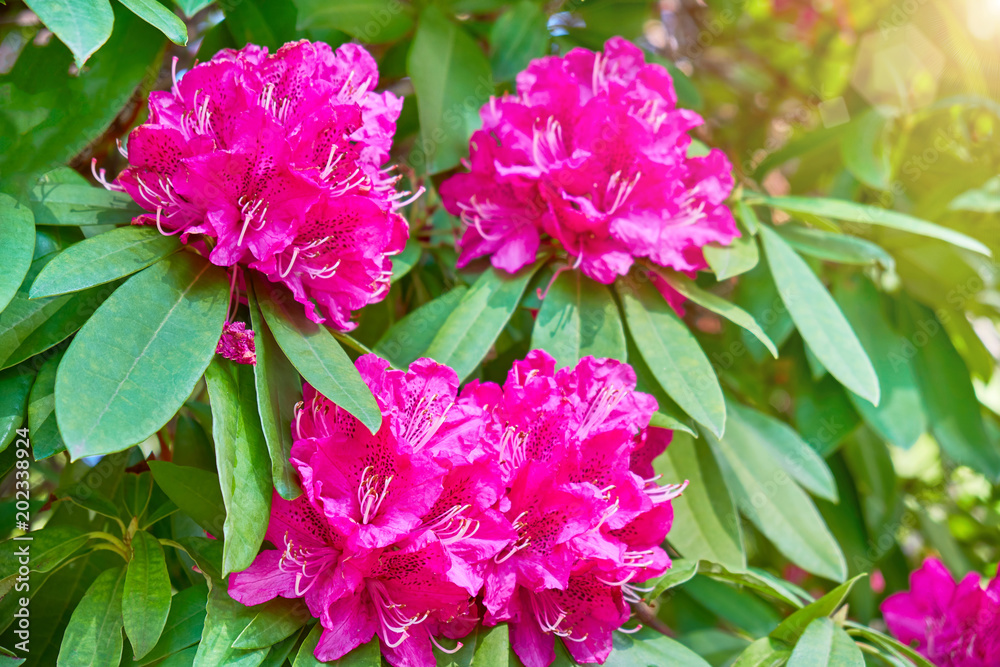 Blooming oleander flowers in garden. Blossom spring Blooming oleander flowers in garden. Blossom spring