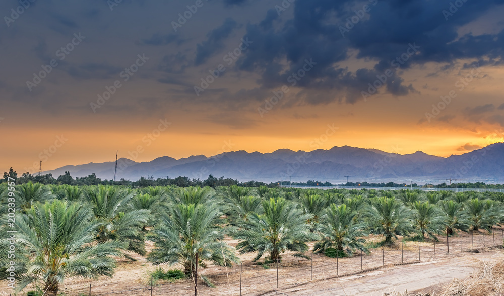Plantation of date palms, routine maintenance. Tropical agriculture in the Middle East