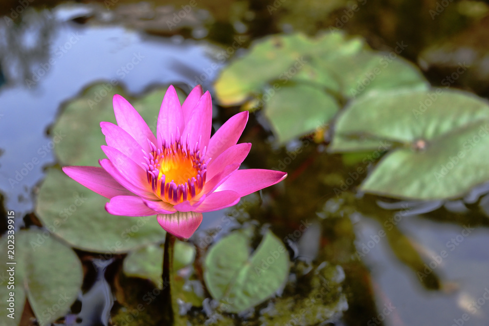 Pink lotus blossom reveals yellow pollen with natural green leaves in the background,Beautiful aquatic plant
Pink lotus blossom reveals yellow pollen with natural green leaves in the background,Beautiful aquatic plant