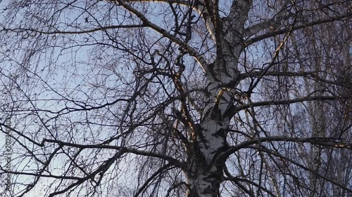 Birch alley at evening in big forest slowmotion paning from left to right photo