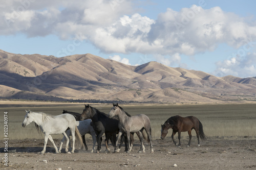 Onaqui Herd wild mustangs in the Great Desert Basin  Utah USA