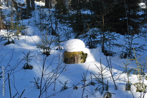 The foozle in the winter wood photo