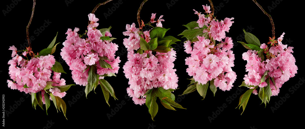 Naklejka premium brightly glowing cherry blossom flowers isolated on black, can be used as background