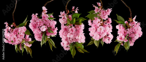 brightly glowing cherry blossom flowers isolated on black, can be used as background