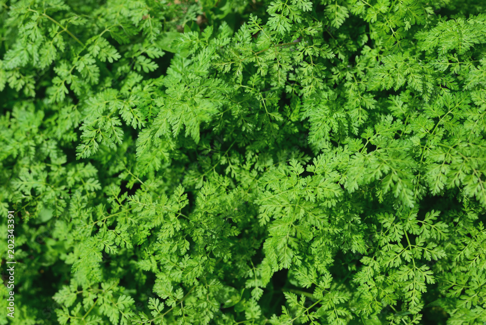 Green leaves, homogeneous natural background