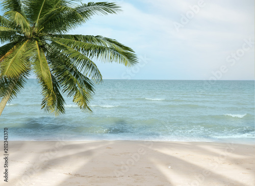 nature green palm leaf on tropical beach with sun light. Summer vacation and travel concept. Copy space