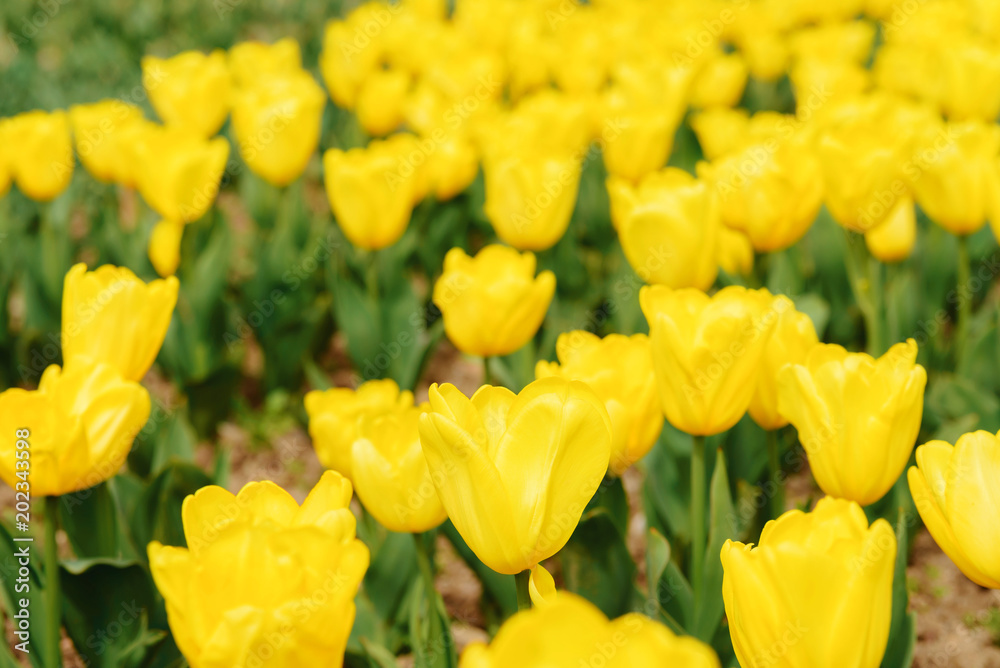 Yellow tulips, close-up, spring floral background Yellow tulips, close-up, spring floral background