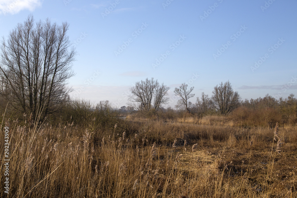 Landscape of Biesbosch National Park, Netherlands Landscape of Biesbosch National Park, Netherlands