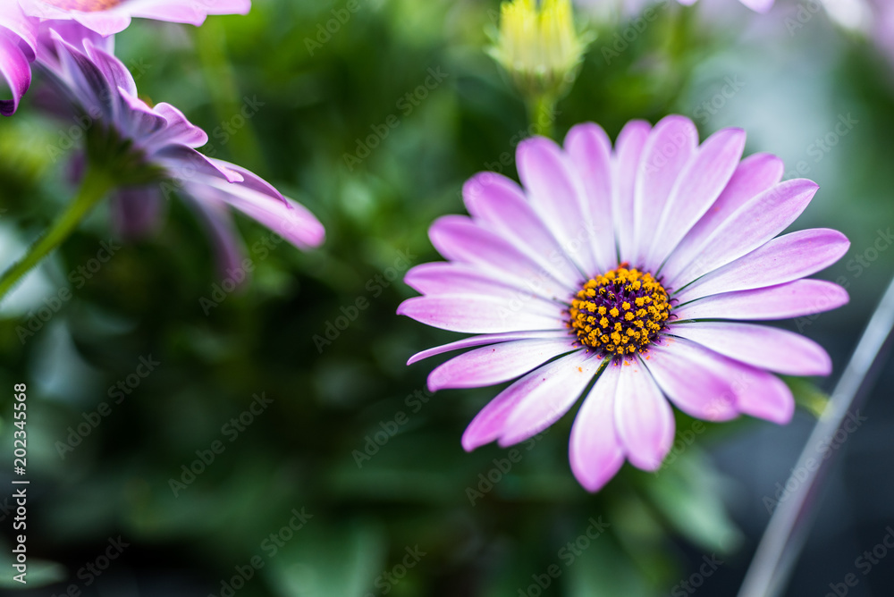 Obraz premium Purple Flower