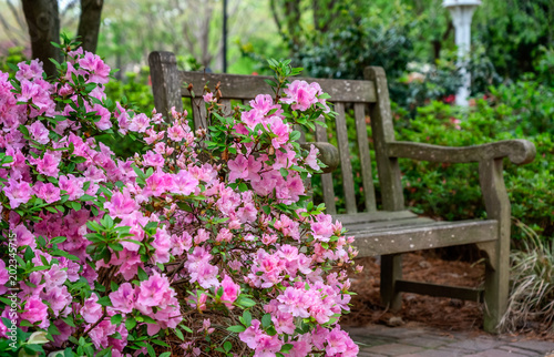 Fototapeta Naklejka Na Ścianę i Meble -  Azalea and Flower Garden with bench in Raleigh, North Carolina