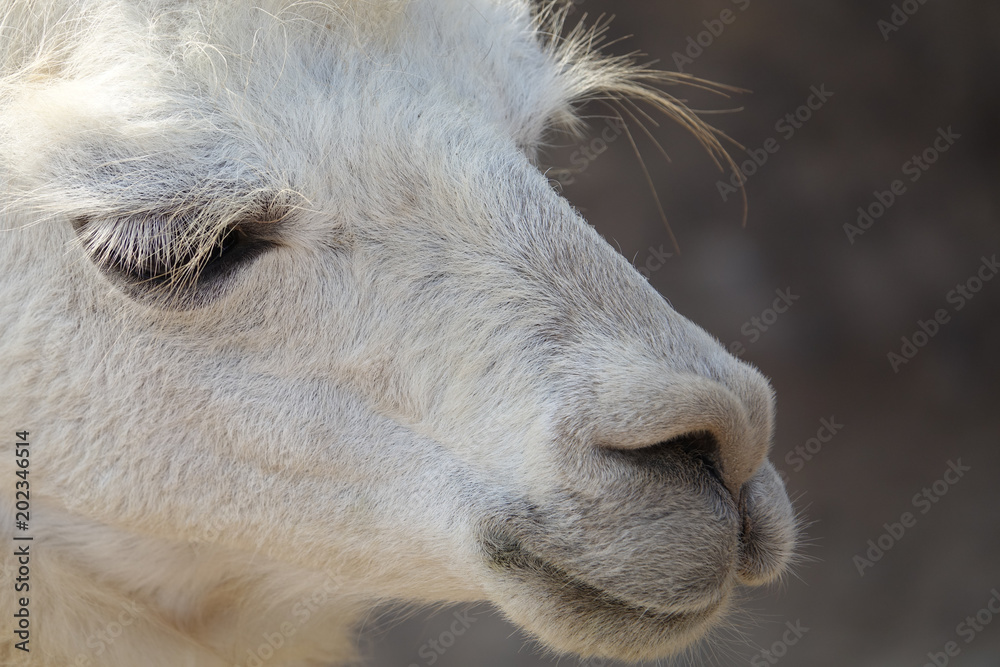 Close up of llama in Lima Peru