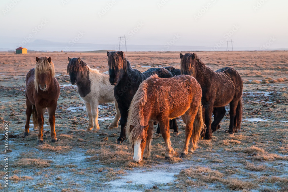 Naklejka premium Beautiful icelandic horses in winter, Iceland
