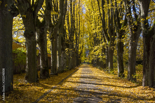 Latvia, Riga. Fall. The avenue covered with yellow leaves of trees.