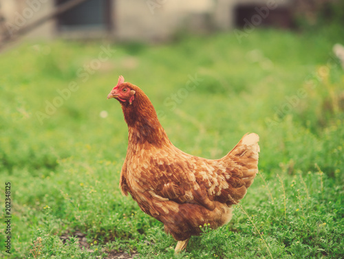 Wallpaper Mural a hen on a green blurred background Torontodigital.ca
