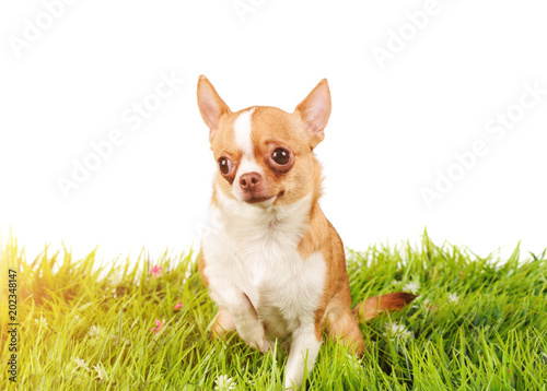 studio portrait of the dog on a green grass © Art_man