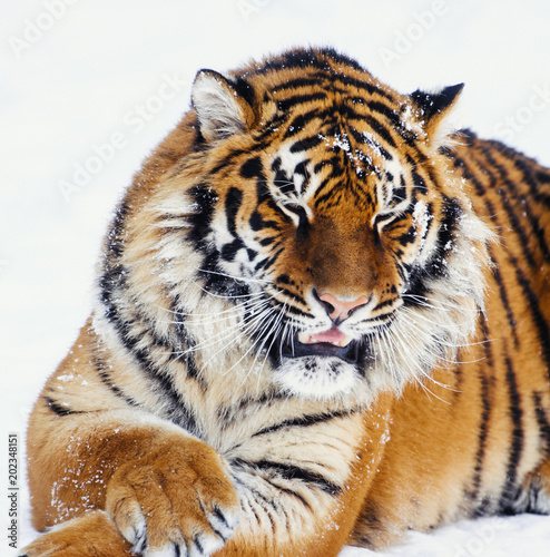 siberian tiger on snow