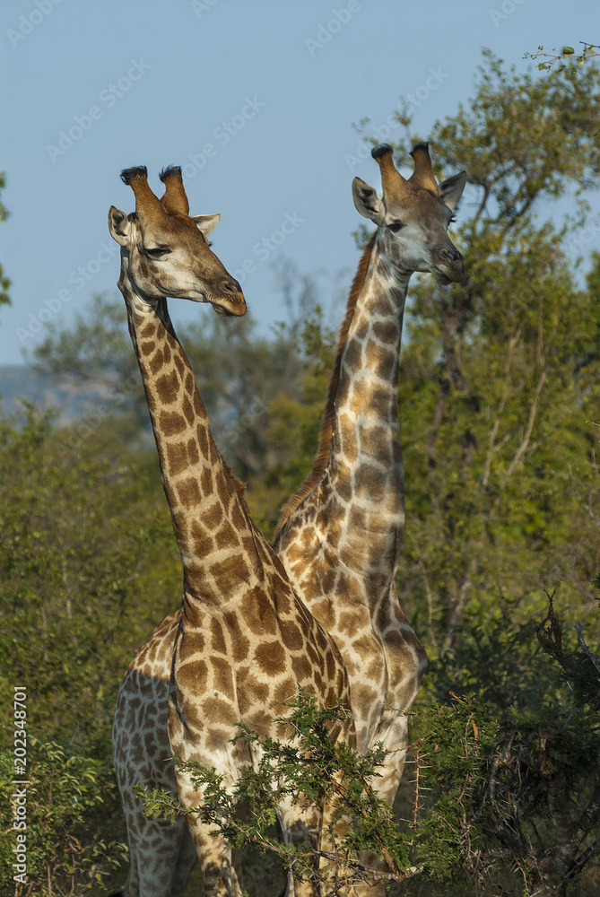 Obraz premium Giraffa, Kruger National Park