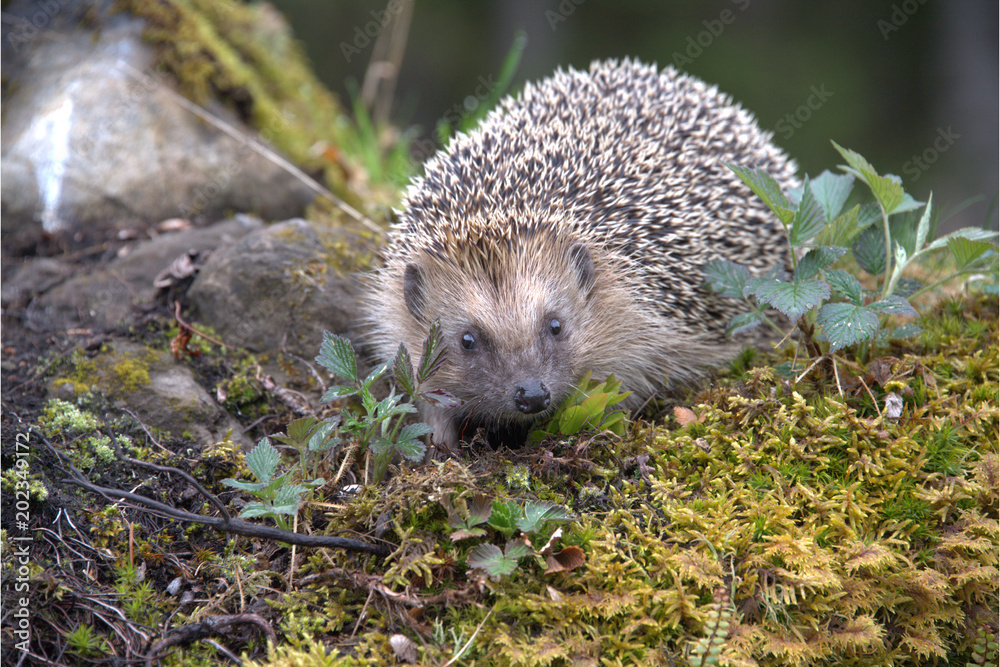 Europäischer Igel Europäischer Igel