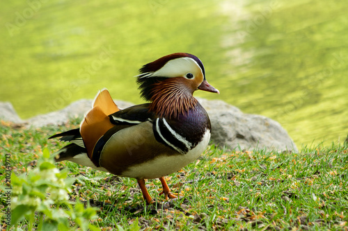 Mandarin duck standing on grass by a pond in spring