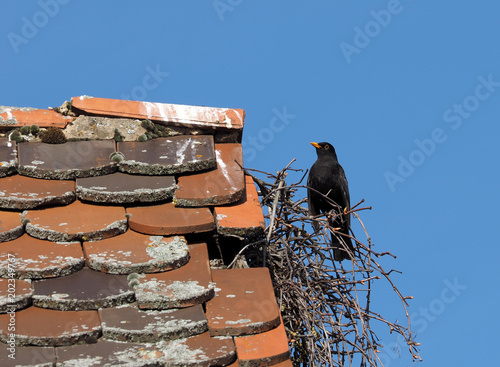 Junge Schwarzamsel photo