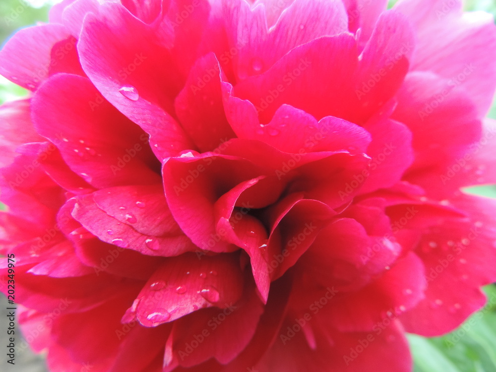 Peony Peony
