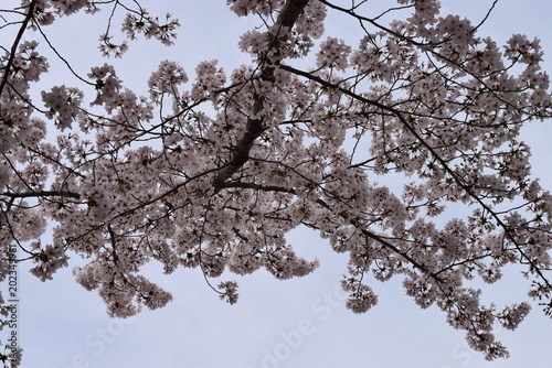 桜