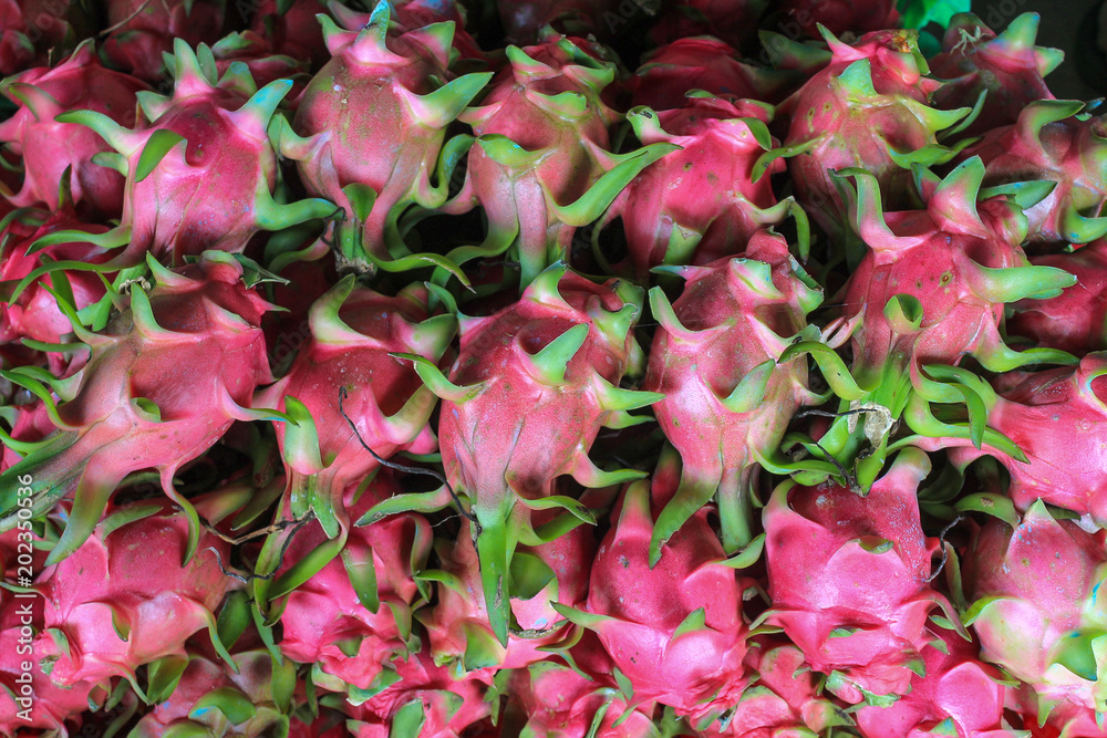 A lot of ripe dragon fruit (pitaya, pitahaya) on plantation in Vietnam A lot of ripe dragon fruit (pitaya, pitahaya) on plantation in Vietnam