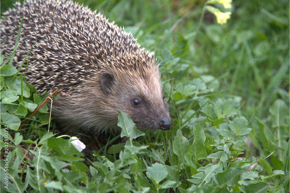 Europäischer Igel Europäischer Igel